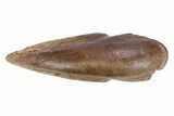 Killer Fossil Tyrannosaur (Daspletosaurus) Toe Claw - Montana #381122-9